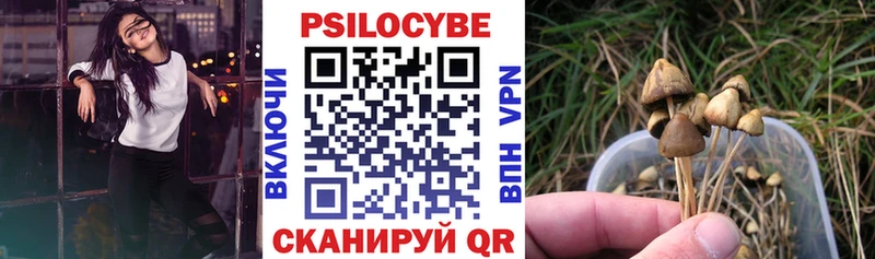 купить наркотик  Хасавюрт  Псилоцибиновые грибы Psilocybine cubensis 